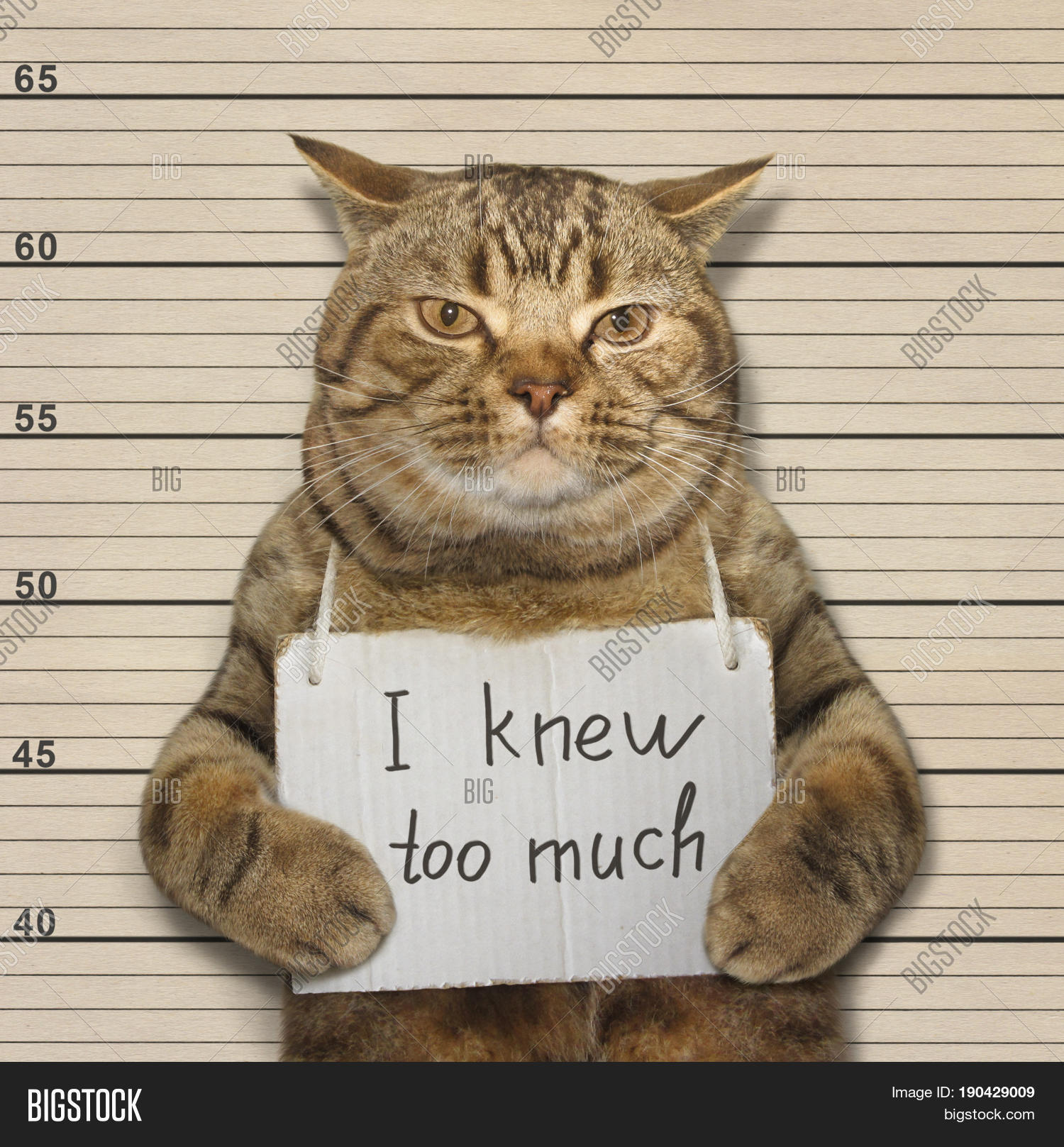 Big Bad Cat Knew Much Image & Photo (Free Trial) Bigstock