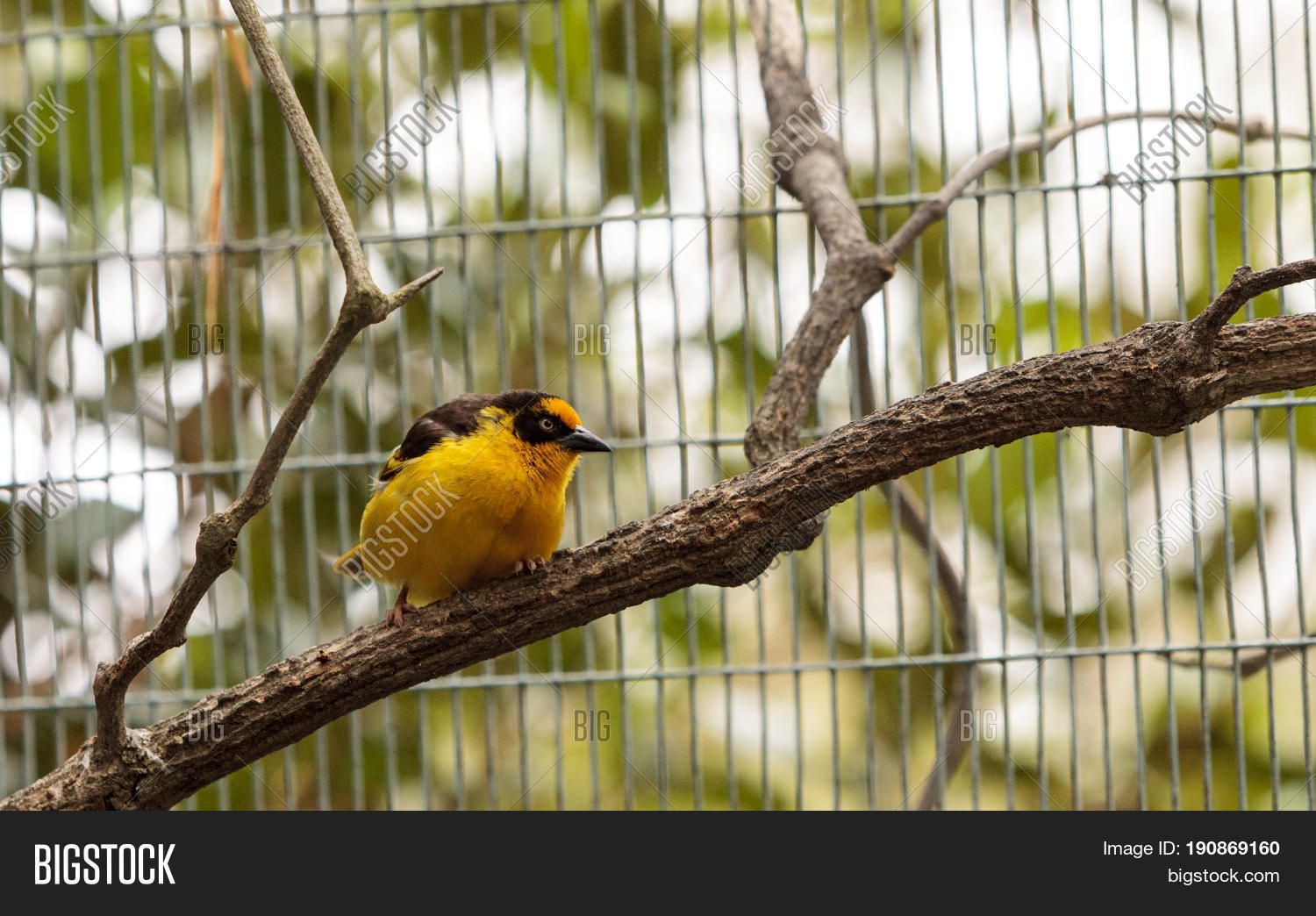 African Golden Oriole Image & Photo (Free Trial) Bigstock