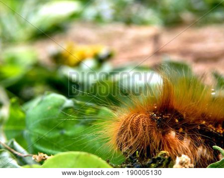 Close up of the head of a Drinker Moth Caterpillar (Euthrix potatoria)