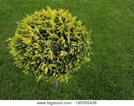 Landscape design. Beautifully trimmed thuja on a background of juicy green grass. The branches of the coniferous tree are tonsured in the form of a ball