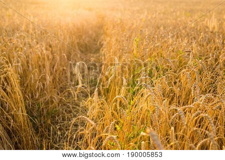 Cereal plant field with sky in a sunny summer day before harvesting