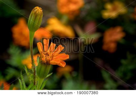 Merigold gold flower on green leaves background