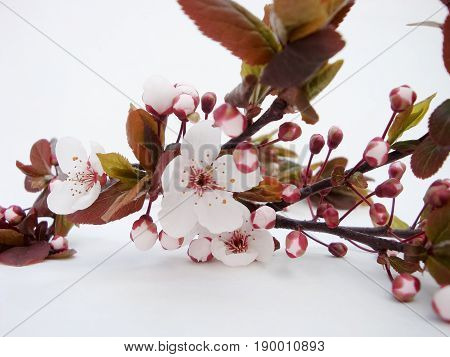 Blooming wild plum. Sprig on a white background.