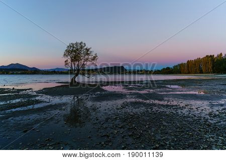 The famous lone tree of lake Wanaka is located at the foothills of Mount Aspiring National Park a World Heritage Site in twilight Wanaka South Island of New Zealand
