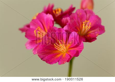 Flower of a Siskiyou lewisia (Lewisia cotyledon)