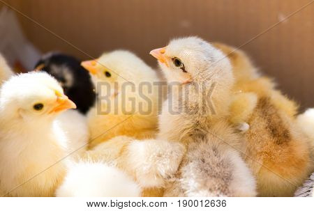 Chicks in a corrugated box awaiting transportation to sell