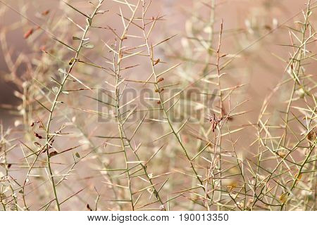 A dry thorn in nature . A photo