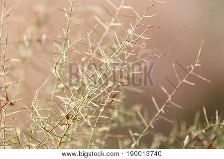 A dry thorn in nature . A photo