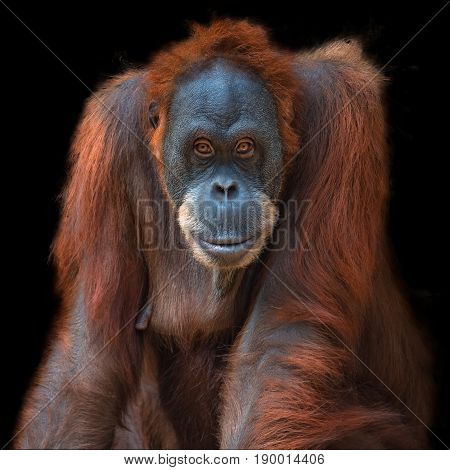 Portrait Of Asian Orangutan On Black Background