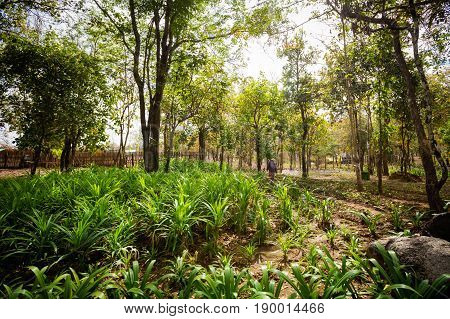 Surrounding Of Khone Phapheng Waterfall
