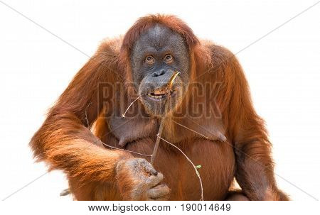 Eating Asian Orangutan Isolated At White Background
