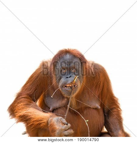 Eating Asian Orangutan Isolated At White Background