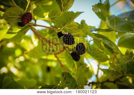 Fresh black mulberry , black ripe mulberries on the branch. Close up shot