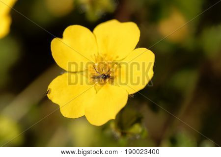 Flower of the Cinquefoil Potentilla pusilla a cinquefoil of European mountains.