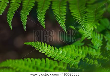 Beautiful colorful bright green fern leaves background. Exotic fern frond leaf texture in the forest close up, macro view.