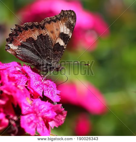 Macro view of vibrant butterfly on flower background shallow DOF