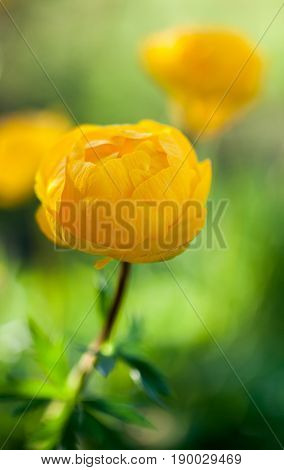 Close up of yellow globeflower 