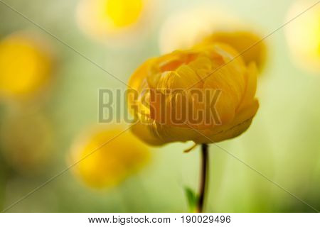Close up of yellow globeflower 