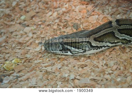 Python Regius testa