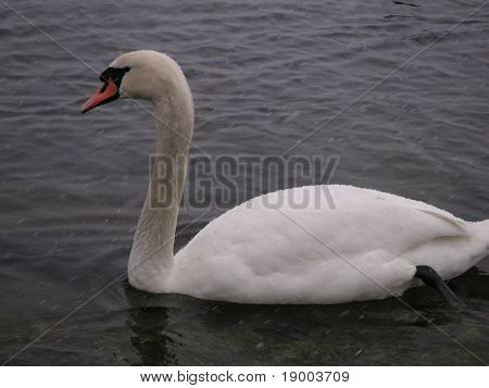 Swan