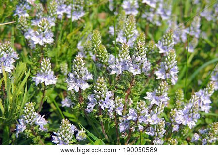 The Flowers In The Field