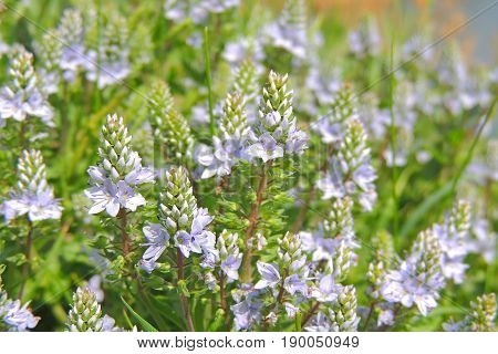 The Flowers In The Field