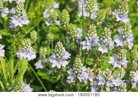 The Flowers In The Field