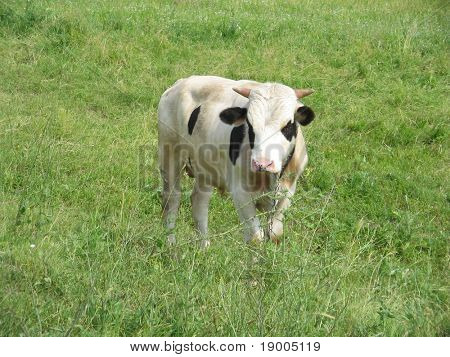 Bull