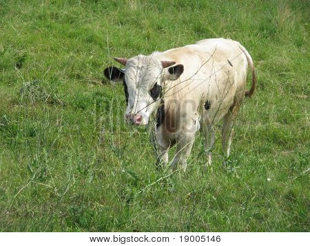 Bull