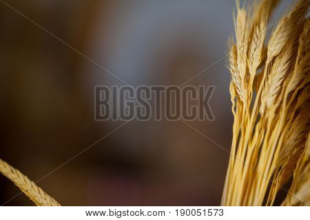 Close-up of ears of wheat in bakery shop at market