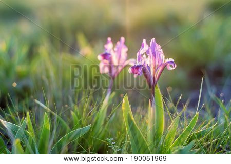 Spring wildflowers wallpaper with blossoming purple and magenta iris