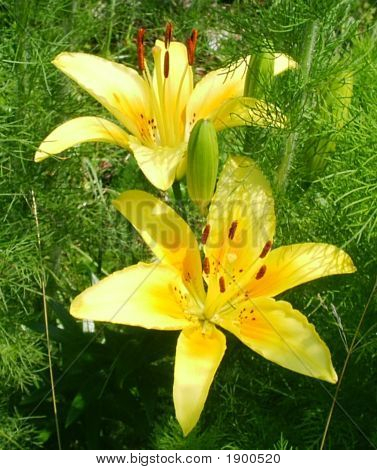 Sarı Lily