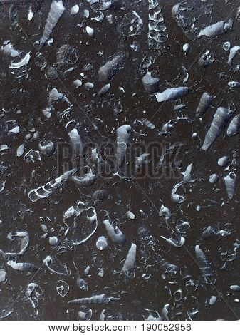 spiral shell fossils in dark slab of rock