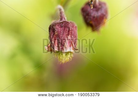 Flowers of a water avens (Geum rivale)