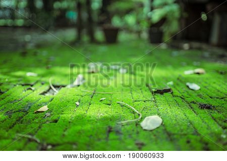 Bricks path covered with green moss and leaf selective focus frame blurred background