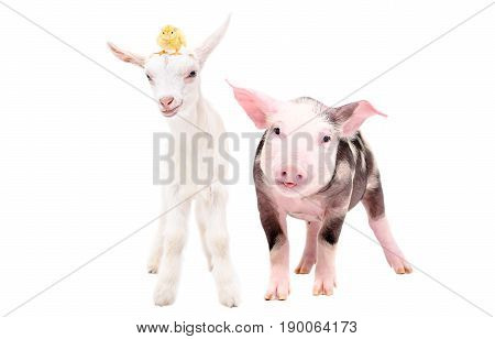 Little pig and goat with a chick on his head, standing together, isolated on white background