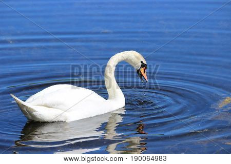 bird, white swan, water, pond, spring, Poland, may