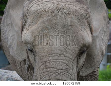 Elephants are large mammals of the family Elephantidae and the order Proboscidea. Two species are traditionally recognised, the African elephant (Loxodonta africana) and the Asian elephant