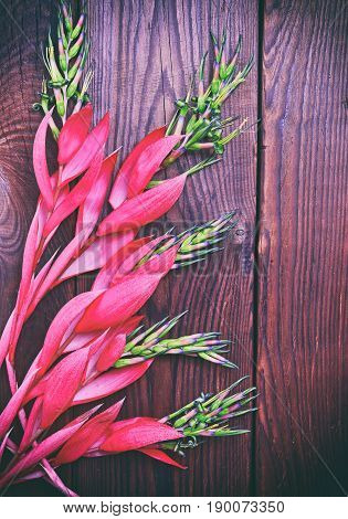 Pink flower of Billbergia on a brown wooden surface vintage toning