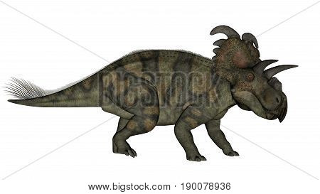 Albertaceratops dinosaur walking isolated in white background - 3D render