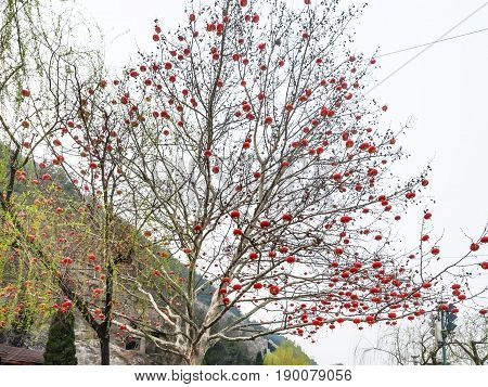 Chinese Red Lanterns Of Tree At West Hill