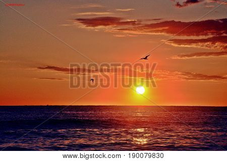 I gabbiani volano sul mare di Fano