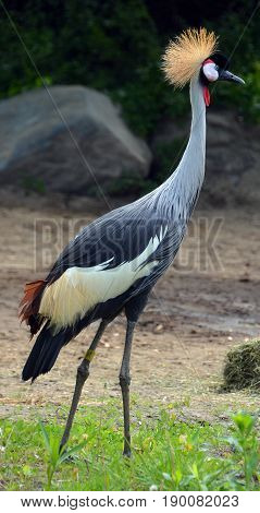 The grey crowned crane (Balearica regulorum) is a bird in the crane family Gruidae. It occurs in dry savannah in Africa south of the Sahara, although it nests in somewhat wetter habitats.
