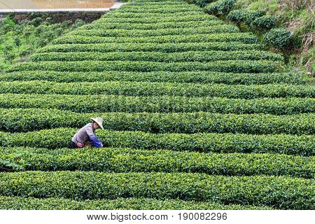 Farmer On Tea Plantation In Chengyang Village