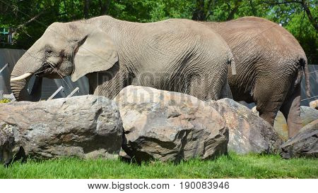 Elephants are large mammals of the family Elephantidae and the order Proboscidea. Two species are traditionally recognised, the African elephant (Loxodonta africana) and the Asian elephant