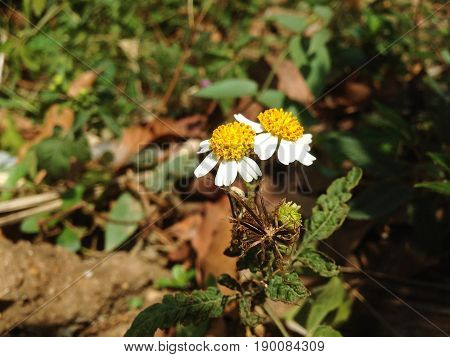 Grass flower Coat buttons ASTERACEA Tridox procumbens Holds the inflorescence with a slender stem. The florets on the petals and petals are opaque smooth and have a small yellow flower filling the middle.