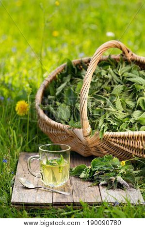 Fresh Spring Nettle. Suitable For Salad, Tea Or Use In Cosmetics