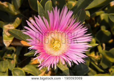 Pink flower with green leafs in background, detail