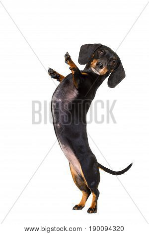 High Five Pushing Dog
