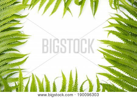 Fern polypody adder's tongue plant as frame on white background space for text nature greeting card